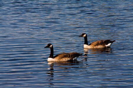 Two Geese on the Lakeの写真素材