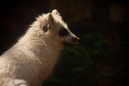 Arctic Fox