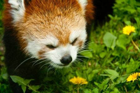 Red Pandaの写真素材