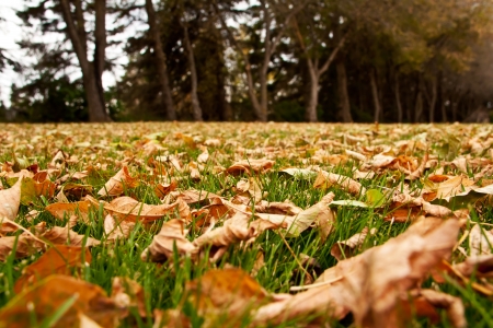Dry autumn leaves on the green grassの写真素材