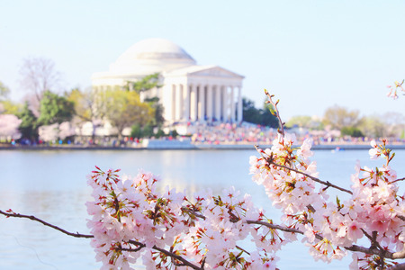 Cherry Blossoms at Tidal Basin, Washington DCの写真素材
