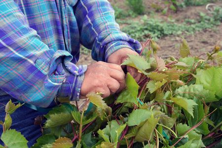 Trimming and tying root stock together