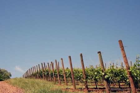 Vineyard on a hill in summerの写真素材