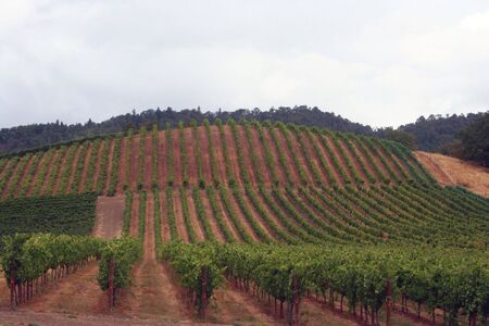 Well maintained vineyard with straight vine rowsの写真素材
