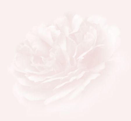 Large, soft, pink tinted peony on a pink background -- perfect for wedding or other theme.の写真素材