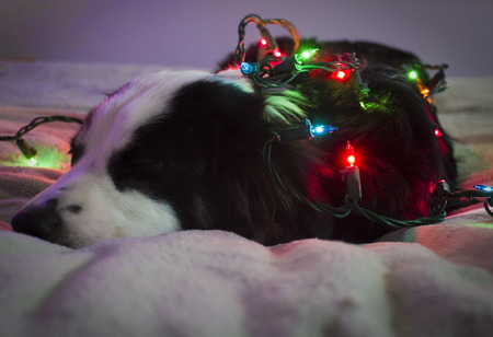 Christmas Pupの写真素材
