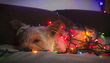 Christmas Dogの写真素材