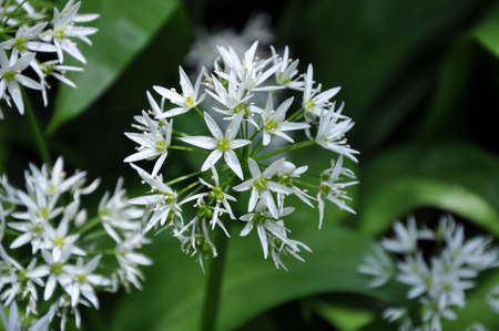 wild garlic flower bloom