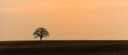 The lonely tree taked on the way homeの写真素材