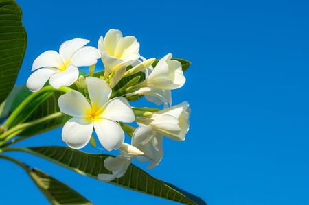 Soft frangipani flower or plumeria flower Bouquet on branch tree in morning garden background  with Sunlight.Plumeria is white and yellow petal blooming is beauty in garden background.spa flowerの写真素材