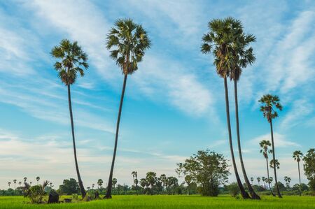 Morning light or Evening light in Landscape silhouette sugar palm trees.Landscape Sugar palm trees with sunset or sunrise.Sunset with silhouette Sugar palm trees on the colorful twilight sky.の写真素材
