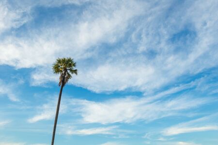 Morning light or Evening light in Landscape silhouette sugar palm trees.Landscape Sugar palm trees with sunset or sunrise.Sunset with silhouette Sugar palm trees on the colorful twilight sky.の写真素材