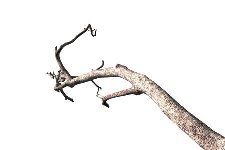 Dead tree isolated on white background, Dead branches of a tree.Dry tree branch.Part of single old and dead tree on white background.の写真素材