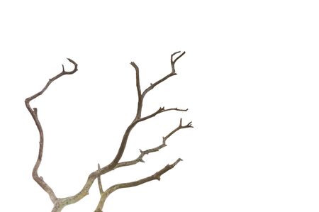 Dead tree isolated on white background, Dead branches of a tree.Dry tree branch.Part of single old and dead tree on white background.の写真素材