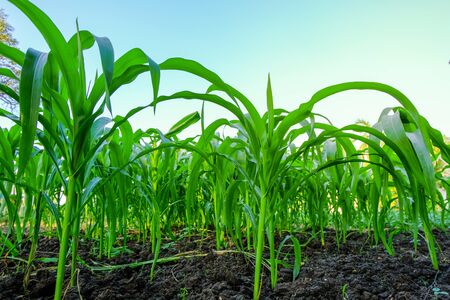 Corn farm concept:Growing young maize seedling in cultivated agricultural farm field .Young corn field close-up at the light sunset.の写真素材