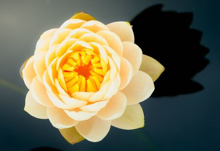 beautiful water lily or lotus flowers blooming at the pond with green leaves as background.Blooming Violet Lotus flower or Nymphaea nouchali or Nymphaea stellata is a water lily of genus Nymphaea.の写真素材