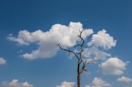 Dead tree trunk under cloudy blue sky background.Dry wood branches standing alone against the blue sky use for background,Shows the cause of natural disaster and global warming.Environment concept.の写真素材