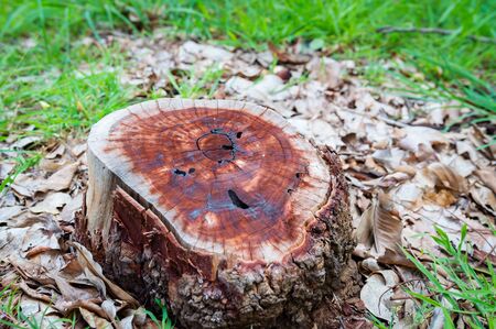 cutting down tree in the forest.texture background of stump.stump  on green grass in the garden. Old tree stump in the summer park.Old dead tree stump after a tree was cut down in the park.の写真素材