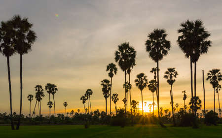 Morning light or Evening light in Landscape silhouette sugar palm trees.Landscape Sugar palm trees with sunset or sunrise.Sunset with silhouette Sugar palm trees on the colorful twilight sky.の写真素材