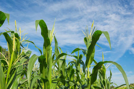 Corn farm concept. growing corn plantations,Farm corn organic food.The fresh green corn field with...