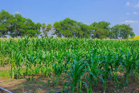 Corn farm concept. Green corn field ,Farm corn organic food.The fresh green corn field with leaves...