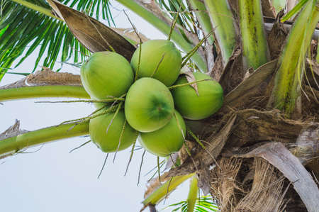 Fresh coconut on the tree, coconut cluster on coconut tree ,Special sweet coconut juice.の写真素材