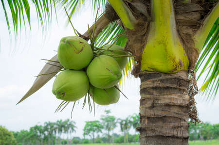 Fresh coconut on the tree, coconut cluster on coconut tree ,Special sweet coconut juice.