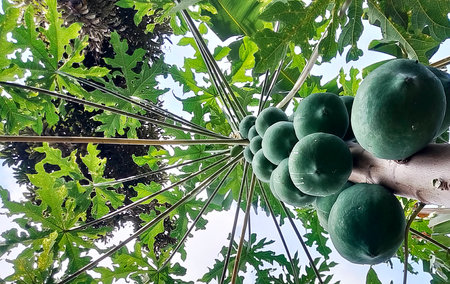 Papaya tree in the garden, closeup of green fruits