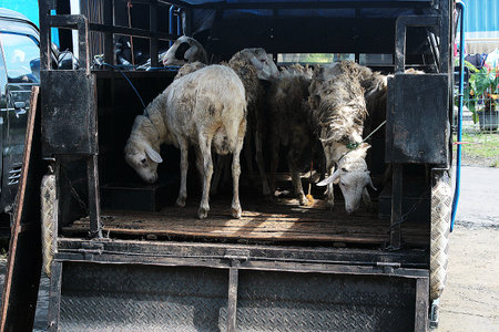 Sheep in the truck,Thailand,Bangkok,Thailandの写真素材