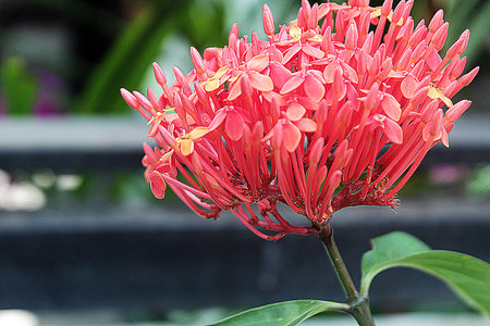 There are only 2 types of plants that are often used as greenery in Indonesia, namely asoka flowers which grow tall and vines and ordinary asoka which has sharp branches and leavesの写真素材