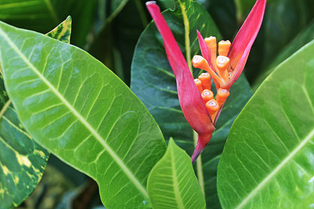 Heliconia psittacorum is a species of flowering ornamental plant originating from the Caribbean and...