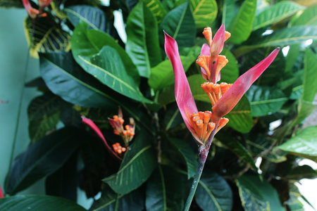 Heliconia psittacorum is a species of flowering ornamental plant originating from the Caribbean and...