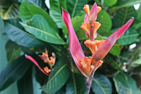Heliconia psittacorum is a species of flowering ornamental plant originating from the Caribbean and...