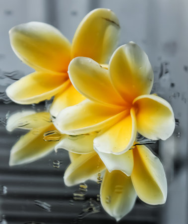 frangipani flowers wet by drops of water on a mirror with the reflection of a white wooden door backgroundの写真素材