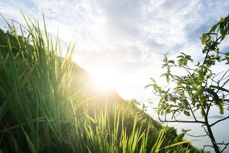 Early morning sun flare over the edge of a mountain shining on backlit long green grass tufts on the steep hillside. The sky is blue with white clouds on a fresh new day.の写真素材