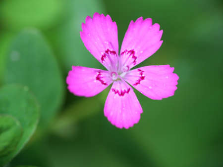 Close up of the pink flower petails.の写真素材