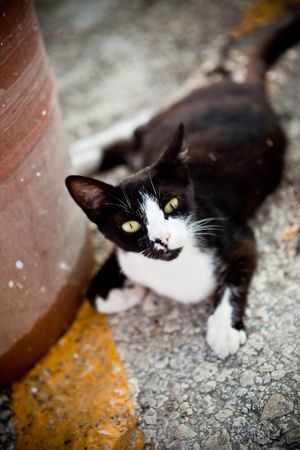 Black cat lookingの写真素材