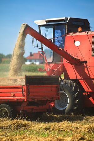 Tractor and combine harvesting wheat 
