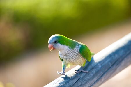 wild animal walking near beach of Fuerteventuraの写真素材