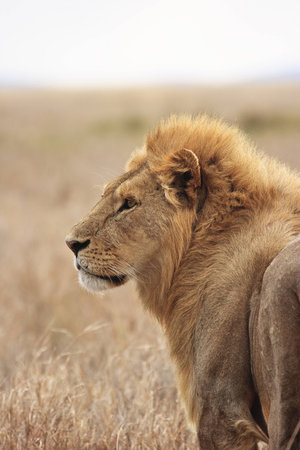 A younf male lion stares out over the flat savanah og the Serengetiの写真素材