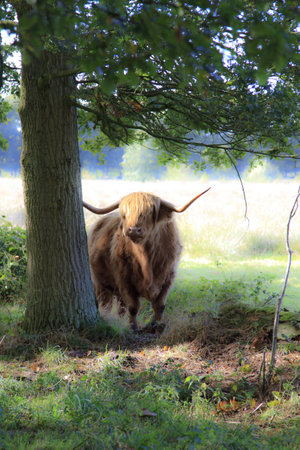 A highland cow stands in the shade of a young oak tree