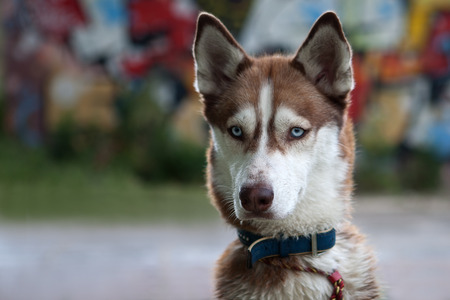Husky dog after swimmingの写真素材