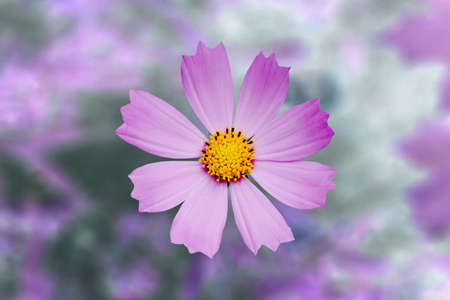 cosmos flower の写真素材