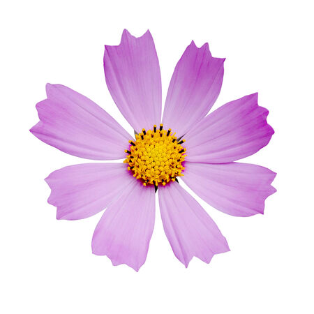 Cosmos flower isolated on white backgroundの写真素材