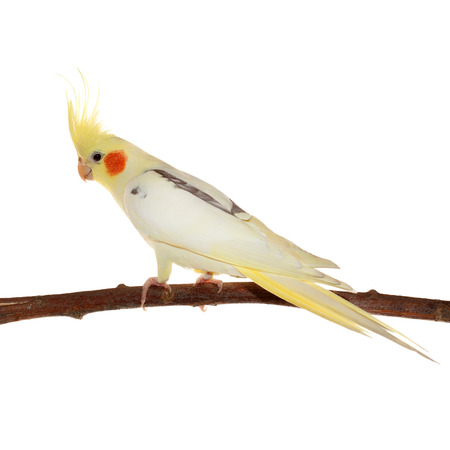 corella parrot sitting on the branch isolated on whiteの写真素材