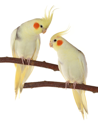 corella parrots sitting on the branch isolated on whiteの写真素材