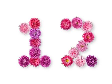 figures 1 and 2 of the bright asters on a white backgroundの写真素材