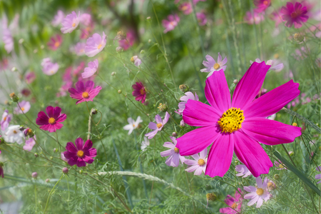 Crimson kosmeya in the garden on a colorful floral backgroundの写真素材