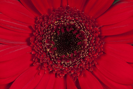 Red gerbera flower, top view