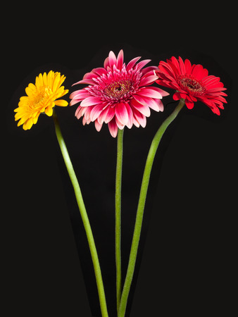 Blossoms of colorful Gerbera flowers in various colors isolated on black backgroundの写真素材